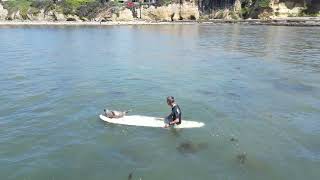 Baby Seal wont get off this longboard even when dumped off  San Diego Ca [upl. by Norraa709]