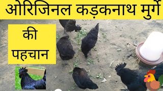 ओरिजिनल कड़कनाथ मुर्गे की पहचान kadaknath chik ki pahchan 🤭 original kadaknath murga kaise pahchane [upl. by Nyllek]