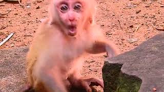 Adorable baby monkey is so cute [upl. by Anima859]