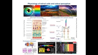 Retinal cells function amp Colour perception Physiological Concepts amp Mechanisms [upl. by Ariamo813]