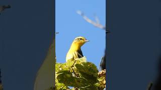 Curious Blackburnian Warbler Looks For Bugs [upl. by Barraza]