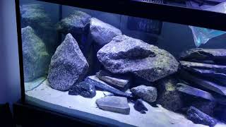 75 Gallon Peacock Cichlid Aquarium introduction and new fish [upl. by Aiahc]