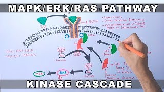 MAPKERK Signaling Pathway [upl. by Gnehp129]