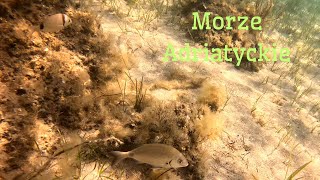 Chorwacja  kolory Morza Adriatyckiego w obiektywie GoPro HERO 12 [upl. by Rednasxela350]