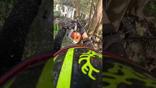 Élagage ms261arborist shortvideo stihl [upl. by Irra338]