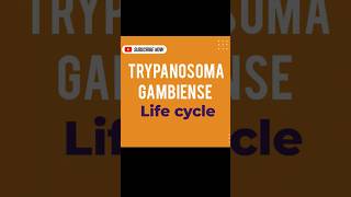 TRYPANOSOMA GAMBIENSE LIFE CYCLE [upl. by Jahn210]