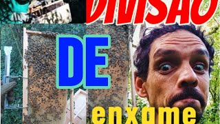 Divisão de enxame gigante 😱 apis abelhas Dolopes [upl. by Markman]