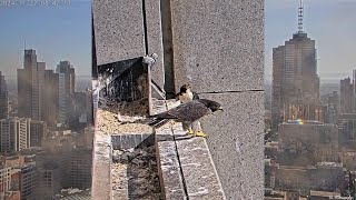 367 Collins St Falcons F24 amp M24 Triple Bonding💞 amp City Views 🏙️ as Cams Go Dark 📴 2024 Nov 22 [upl. by Llemmart836]