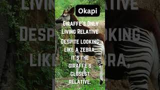 Wildlifes BESTKept Secret The OKAPI [upl. by Sewellyn367]