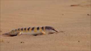 Sandfish Scincus scincus diving into the sands [upl. by Sera]