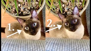 Rapidly Dilating Eyes  Siamese Simon Cat Scares his Human [upl. by Fiann964]