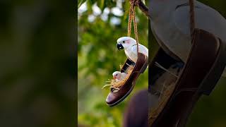 A Cozy Perch The Shoe Nest easter nature birds wildlife birdsday mzai aizeshanai aizeshan [upl. by Kennet]