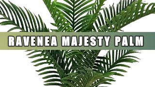 How to grow and care of ravenea palm  Care of majesty palm plant  Ravenea Rivularis palm tree [upl. by Torre]