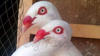 BEST AND BIGGEST colorful Fancy Pigeon Breeding Most Beautiful Pigeon CollectionFancy Pigeon Breed [upl. by Erida]