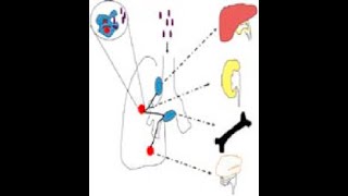 tuberculose pulmonaire et extrapulmonaire [upl. by Tenej]