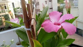 Mandevilla Plant care [upl. by Runstadler]