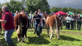 Overall Interbreed Show Championship  Ballinamore Show 2024 [upl. by Fasta]