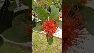 The tree is a Crimson Penda Shrubs and Nectar feeders  The Best Flowers for Bees [upl. by Nillad]