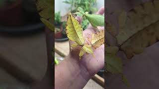 Leaf insect Pulchriphyllium giganteum [upl. by Settle]