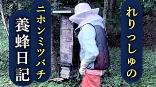 れりっしゅのニホンミツバチ巣箱移動 Japanese honeybee [upl. by Fafa580]