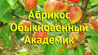 Абрикос обыкновенный Краткий обзор описание характеристик prunus armeniaca Академик [upl. by Maffei]