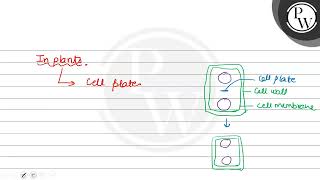 In which order cytokinesis occurs in plants  1 Centripetal 2 [upl. by Enimzzaj459]