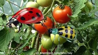 Si ves este insecto en tu finca no lo mates Discovery Mundo agricultura [upl. by Gilson3]