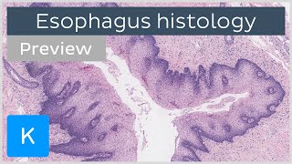 Esophagus normal histology slides diagrams guide preview  Human histology  Kenhub [upl. by Neva77]