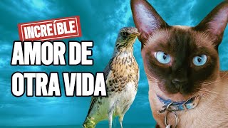 🐱AMOR de OTRA VIDA La increíble REENCARNACIÓN de una GATA [upl. by Leasim819]