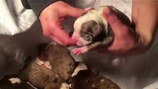 HOW A DOG GIVES BIRTH HOW TO HELP DOG IN LABOR PUPPY NOT BREATHING NORMAL STUCK PUPPY [upl. by Aicek]