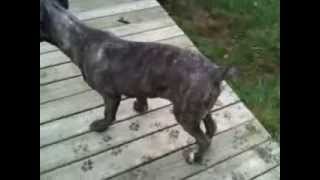 Hip Dysplasia in Cane Corso Mastiff [upl. by Shimkus362]