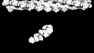 Movement of Actinassociated MyosinII CrossBridge during Muscle Contraction [upl. by Llednew]