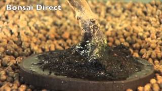 Bonsai Care with Lloyd Noall  Chapter 5  Watering amp Positioning your bonsai [upl. by Lars]