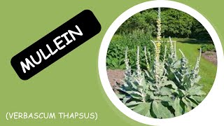 Mullein The Herb That Will Transform Your Life [upl. by Tedmann]