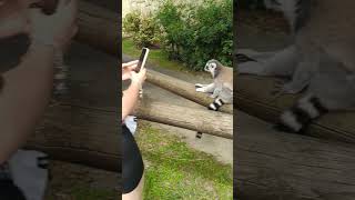 Lemuri 😍lemuri lemure lemur lemurs lemursofinstagram lemurien lemuren lemurlove animals [upl. by Ludeman]