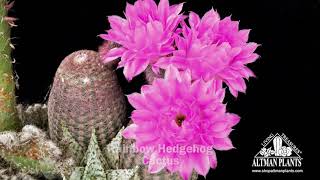 Rainbow Hedgehog Cactus Flower Time Lapse [upl. by Barty304]