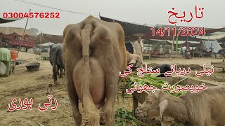 Neli Daryae Satlug ki khubsurat jhoti for sale Okara Animal TV Rati buri 14112024 03004576252 [upl. by Uhsoj72]