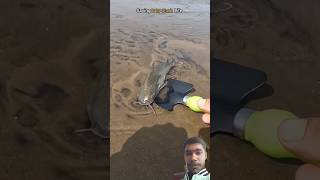 Dangerous fish in sea 😱😳 fish catfish bigfish reaction trending shorts [upl. by Anamor]