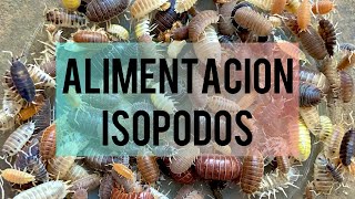 Alimentación de los isopodos [upl. by Kleiman695]