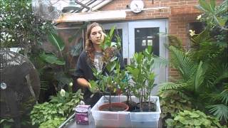 How to Grow Mangroves [upl. by Udela]