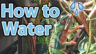 How to water your chameleon  Humidity misting and hydration [upl. by Arriet]