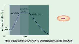 Bacterial growth curve [upl. by Assylem122]