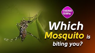 Why do male mosquitoes dont suck the blood  fascinating facts about mosquitoes [upl. by Edyak]