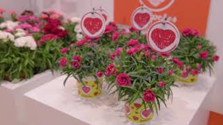 IPM 2019  Pot Carnations [upl. by Marianna]