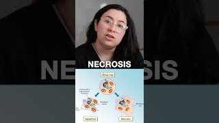 APOPTOSIS vs NECROSIS ubaxxi uba biologia cbc ubaxxi [upl. by Drofiar]