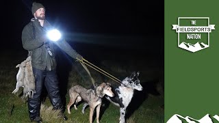 Lamping rabbits with lurchers – fast runs [upl. by Sucramd645]