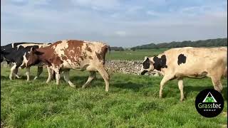 Fresh Calved Pedigree Holstein Heifers  UK [upl. by Muhcan]