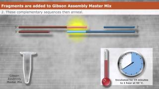 Introduction to Gibson Assembly [upl. by Ardnosak529]