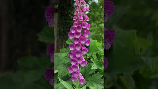 5 segredos sobre a Digitalis purpurea dedaleira [upl. by Ebarta]