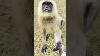 Bandar ka releted video s monkey video s sortsviral [upl. by Enitsirt956]